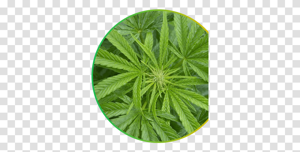 Kanab Club Cannabis, Plant, Hemp, Leaf, Weed Transparent Png