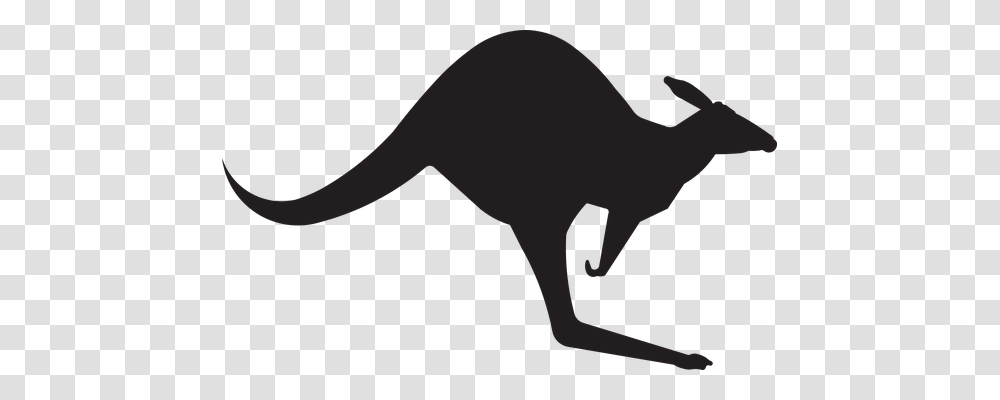 Kangaroo Animals, Mammal, Wallaby Transparent Png