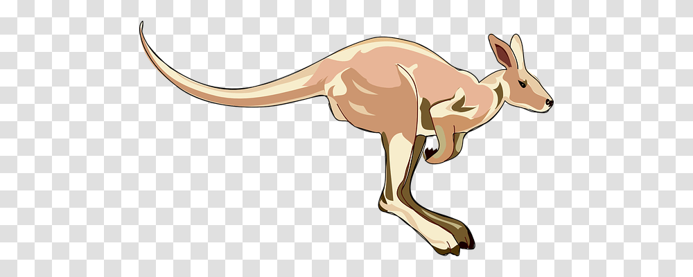 Kangaroo Nature, Animal, Mammal, Dinosaur Transparent Png