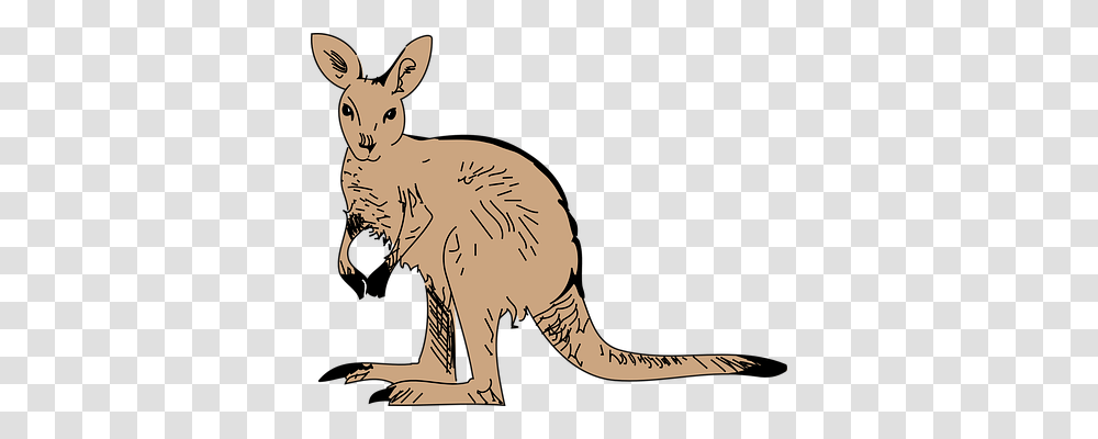 Kangaroo Animals, Mammal, Wallaby, Rodent Transparent Png