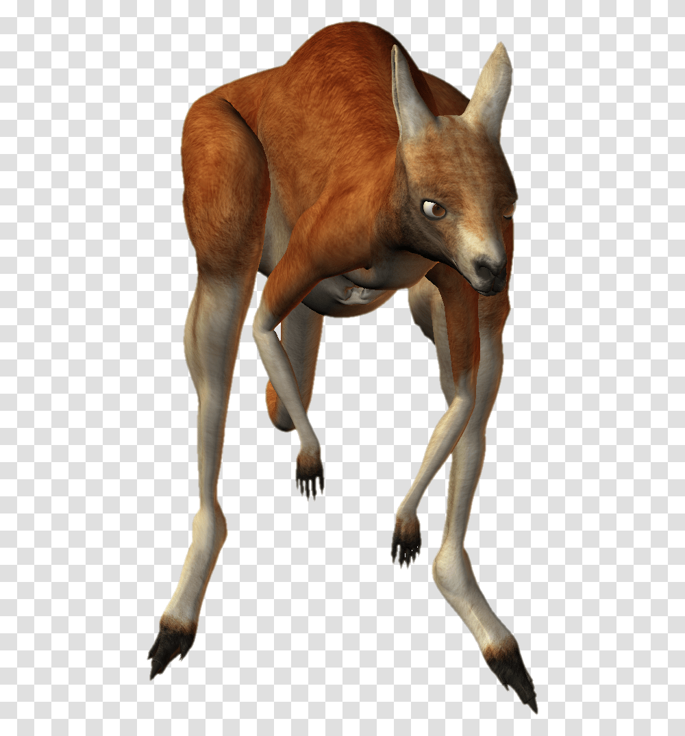 Kangaroo, Animal, Mammal, Horse, Figurine Transparent Png