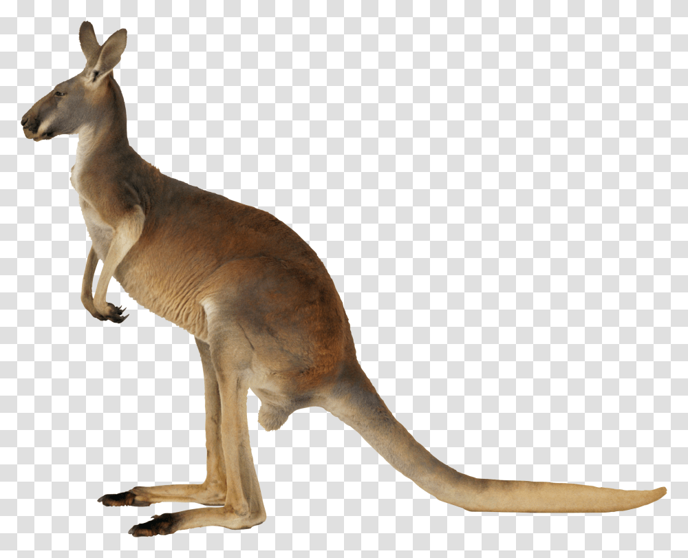Kangaroo, Animals, Mammal, Wallaby, Antelope Transparent Png