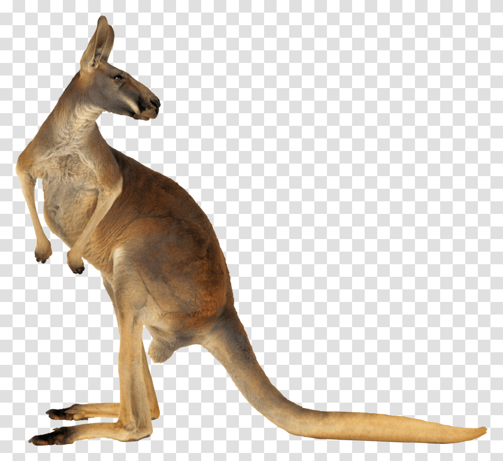 Kangaroo, Animals, Mammal, Wallaby, Antelope Transparent Png