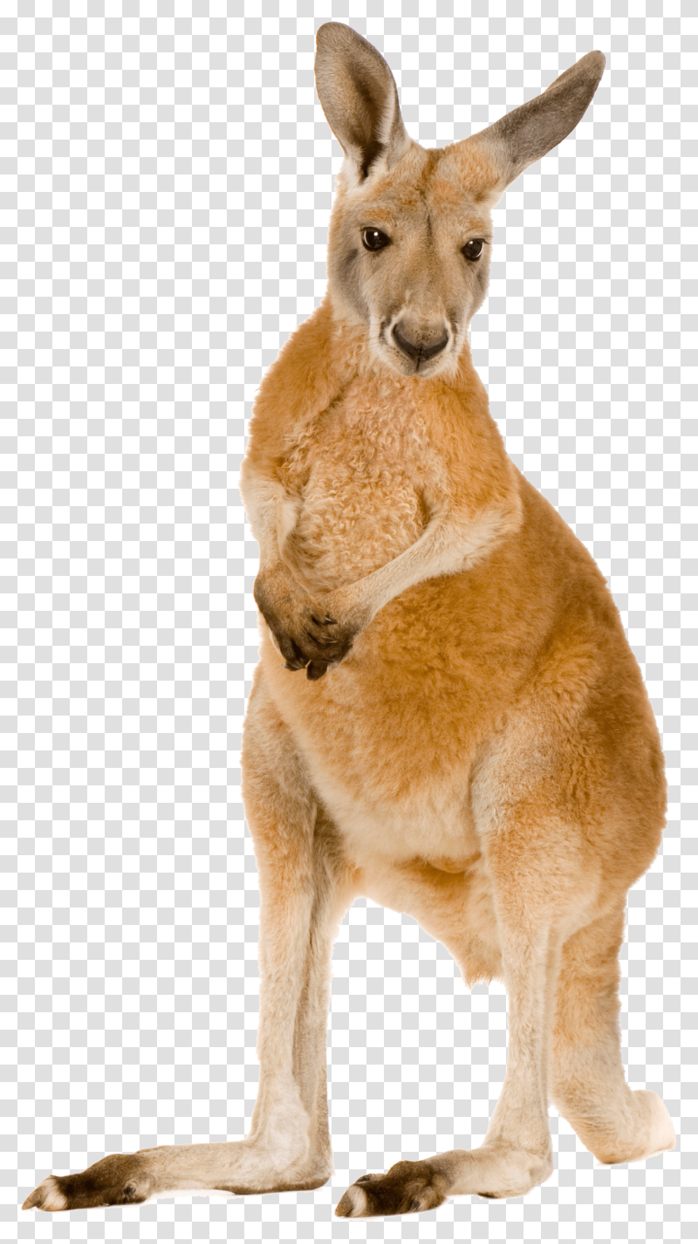 Kangaroo, Animals, Mammal, Wallaby, Dog Transparent Png