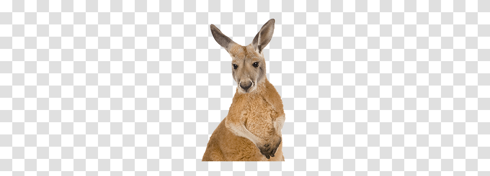 Kangaroo, Animals, Mammal, Wallaby, Dog Transparent Png