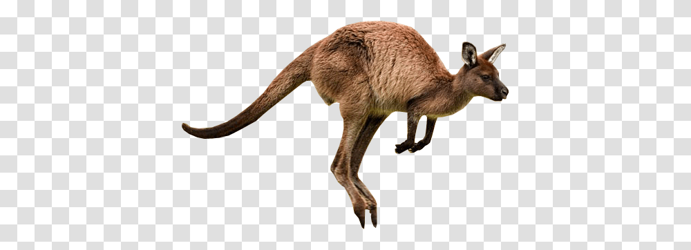 Kangaroo, Animals, Mammal, Wallaby, Pig Transparent Png