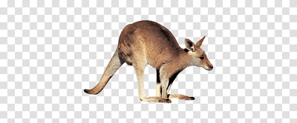 Kangaroo, Animals, Mammal, Wallaby Transparent Png