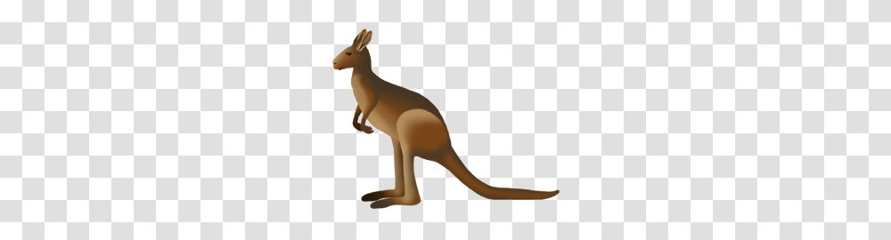 Kangaroo, Animals, Mammal, Wallaby Transparent Png