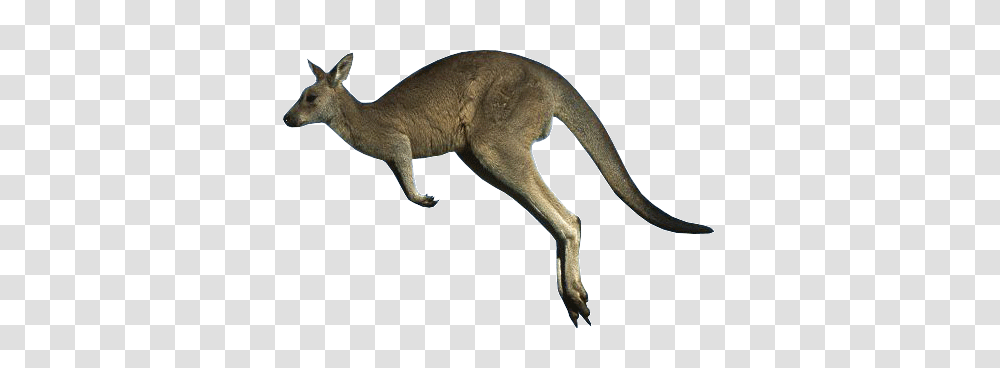 Kangaroo, Animals, Mammal, Wallaby Transparent Png