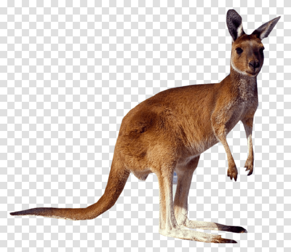Kangaroo Clipart Tourist Attractions In Australia, Mammal, Animal, Wallaby, Antelope Transparent Png