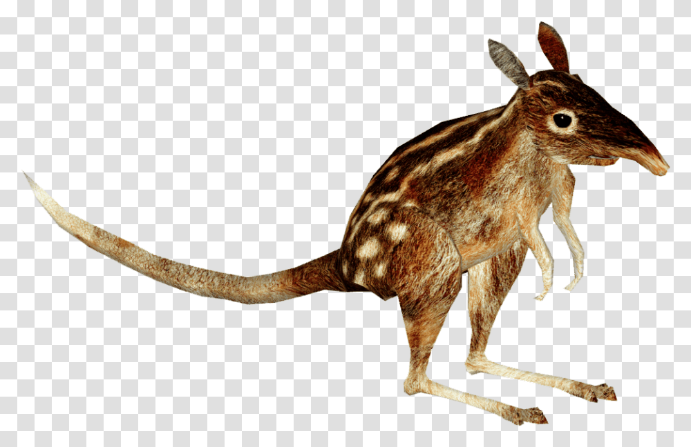 Kangaroo Download Swamp Rabbit, Animal, Antelope, Wildlife, Mammal Transparent Png