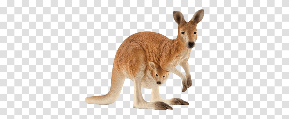 Kangaroo Free Images, Mammal, Animal, Wallaby Transparent Png