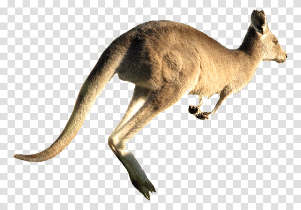 Kangaroo Free Pic Kangaroo Jumping White Background, Mammal, Animal, Wallaby, Bird Transparent Png
