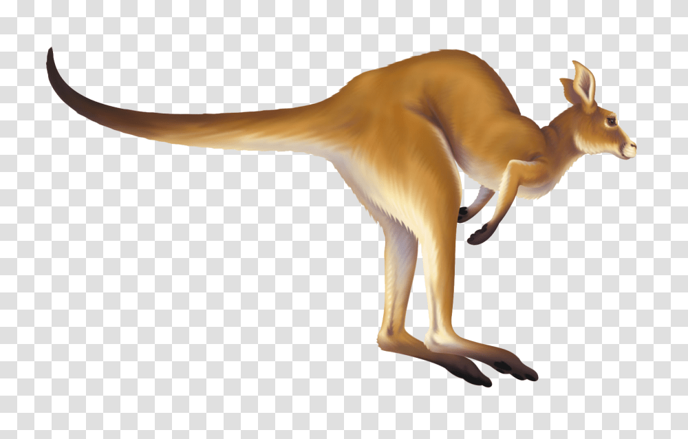 Kangaroo Gif Background Animated Kangaroo Hopping Gif, Animal, Antelope, Wildlife, Mammal Transparent Png