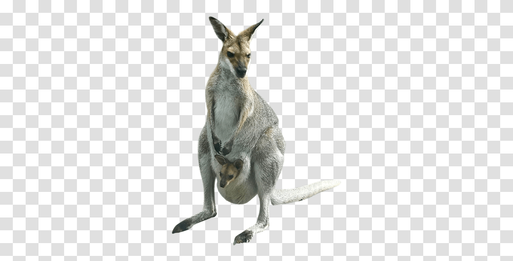 Kangaroo Image Arts, Mammal, Animal, Wallaby Transparent Png