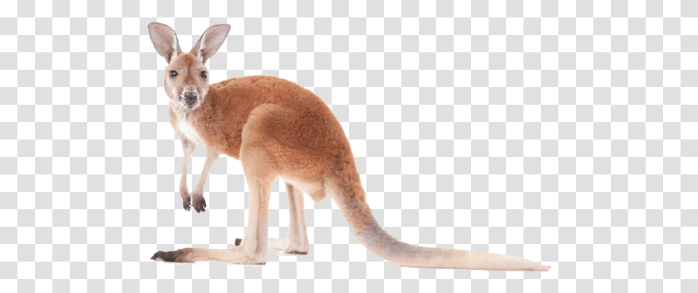 Kangaroo Image Kangaroo, Mammal, Animal, Wallaby, Bird Transparent Png