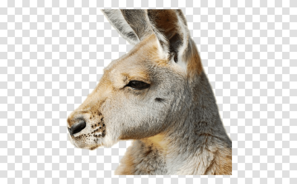 Kangaroo Image Kangaroos In The Outback, Mammal, Animal, Wallaby, Lion Transparent Png