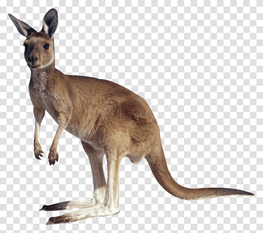 Kangaroo Image Without Background Kangaroo, Mammal, Animal, Wallaby, Antelope Transparent Png