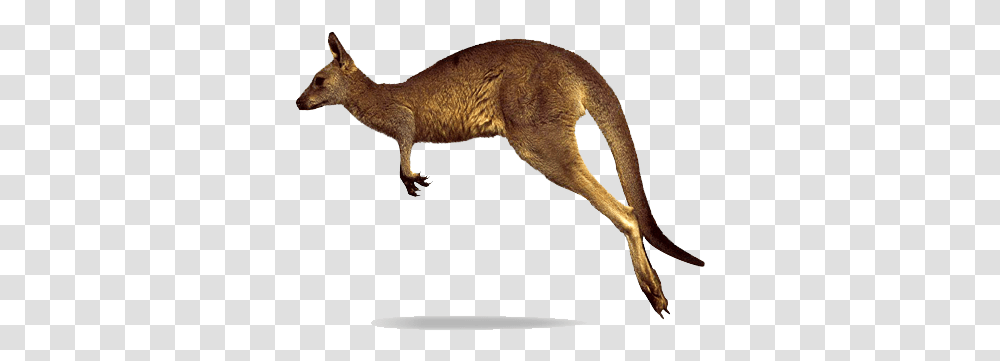 Kangaroo Images Jumping Kangaroo White Background, Mammal, Animal, Wallaby, Coyote Transparent Png
