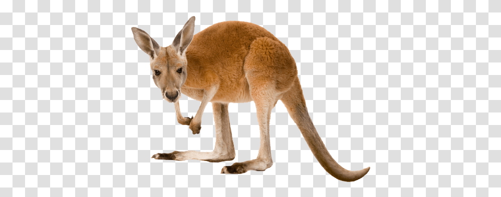Kangaroo Images Kangaroo, Mammal, Animal, Wallaby, Antelope Transparent Png