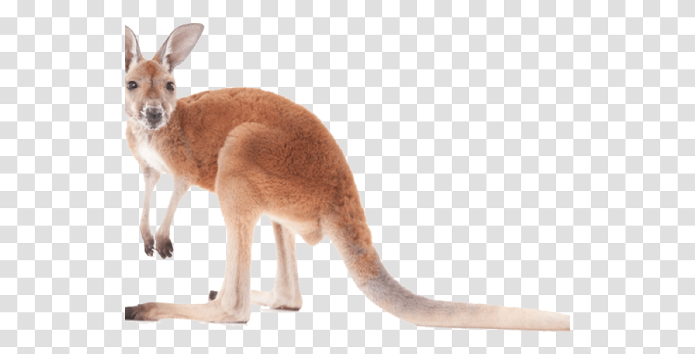 Kangaroo Images Kangaroo, Mammal, Animal, Wallaby, Bird Transparent Png
