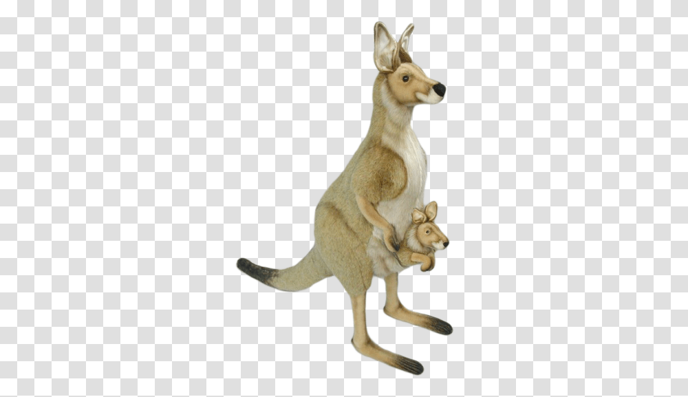 Kangaroo Images Kangaroo, Mammal, Animal, Wallaby, Cat Transparent Png
