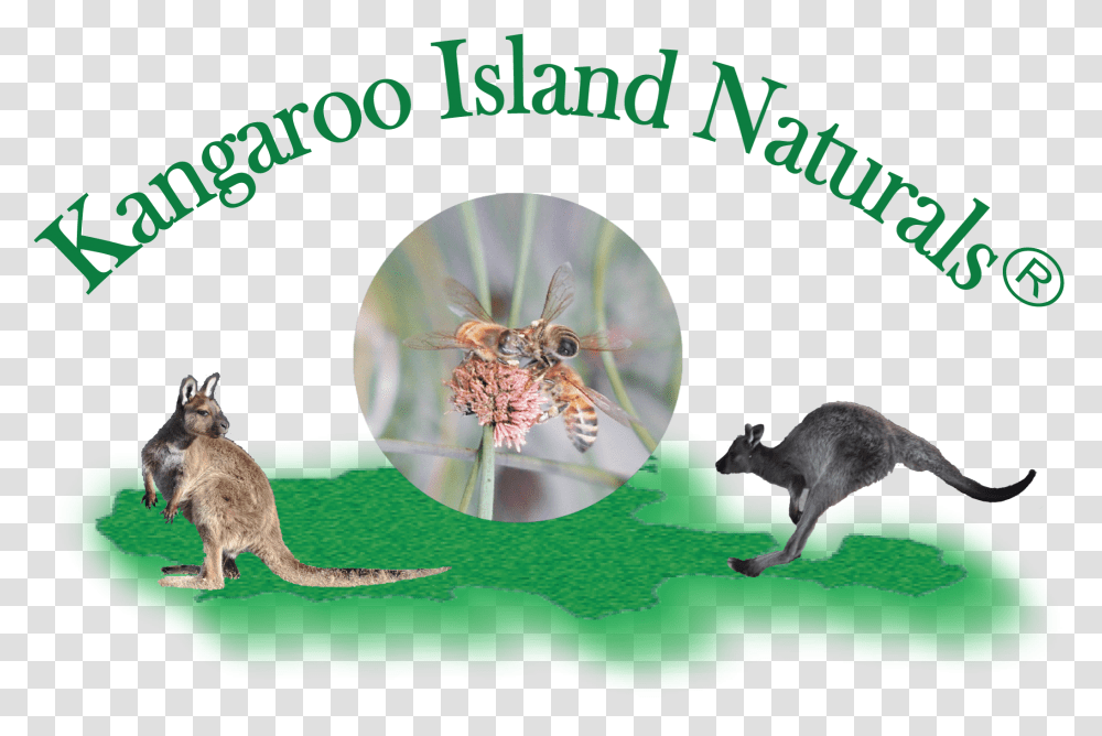 Kangaroo Island Sugar Gum Honey 500g Jar Eastern Grey Kangaroo, Mammal, Animal, Wallaby, Spider Transparent Png