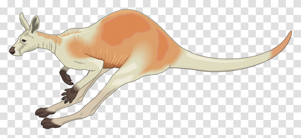 Kangaroo Kangaroo Hopping, Mammal, Animal, Wallaby, Bird Transparent Png