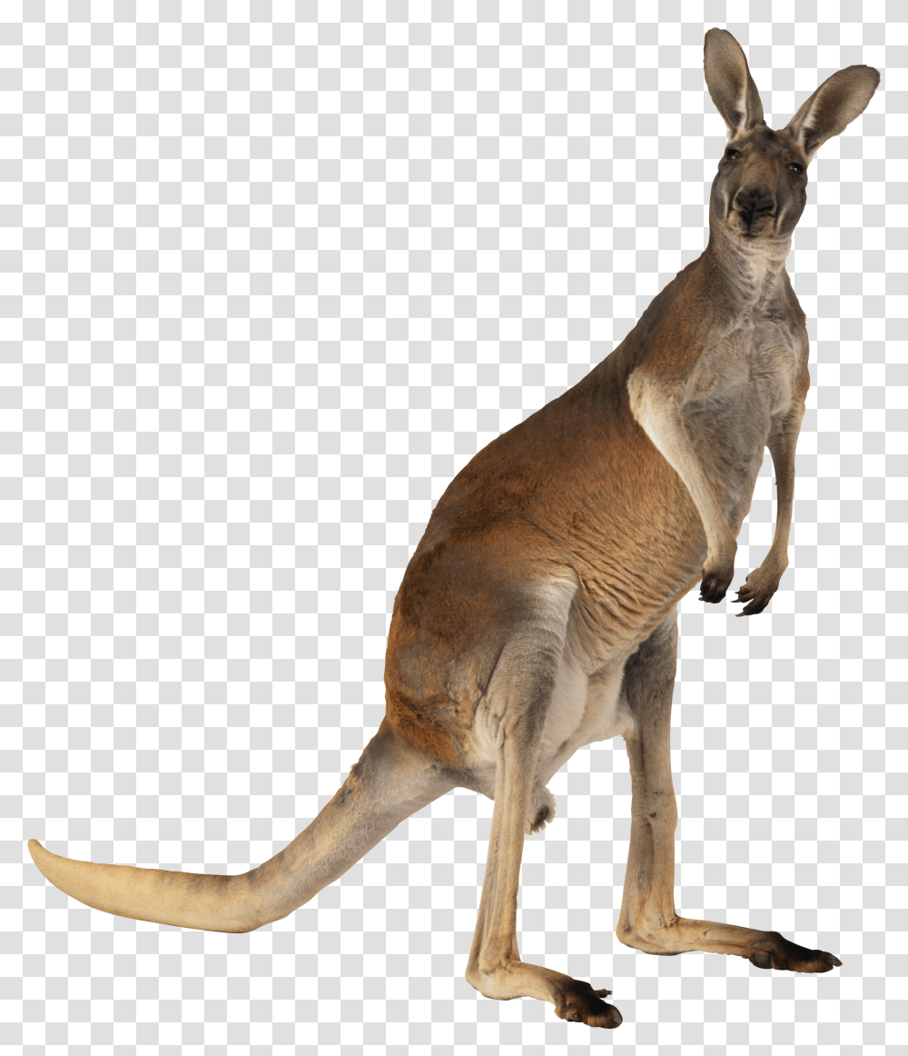 Kangaroo Kangaroo, Mammal, Animal, Wallaby, Antelope Transparent Png