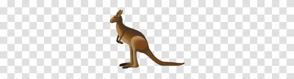 Kangaroo, Mammal, Animal, Wallaby Transparent Png