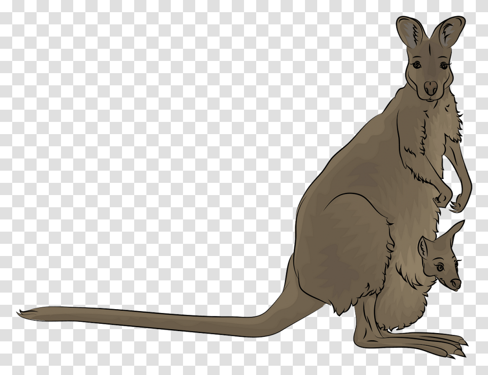 Kangaroo, Mammal, Animal, Wallaby, Wildlife Transparent Png