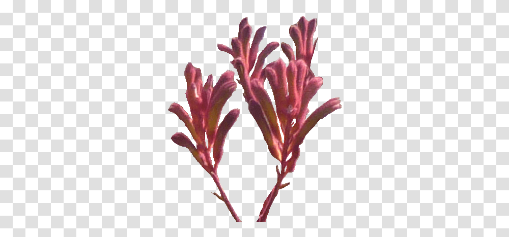 Kangaroo Paw 3 Image Kangaroo Paw Flower, Nature, Outdoors, Sea, Water Transparent Png