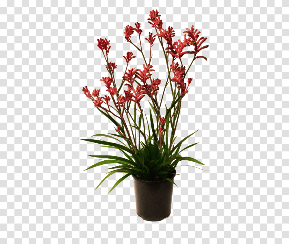 Kangaroo Paw Plant, Ikebana, Vase, Ornament Transparent Png
