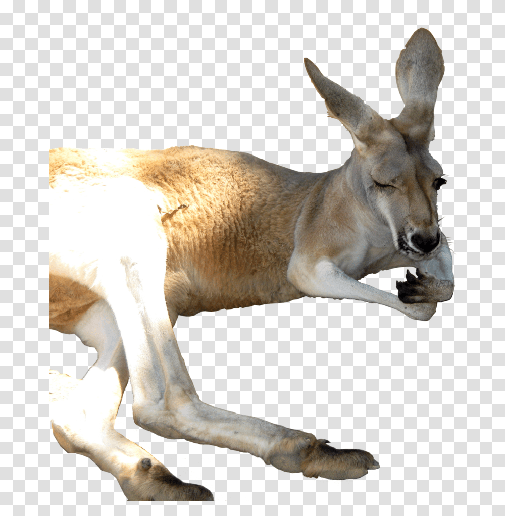 Kangaroo Portable Network Graphics, Mammal, Animal, Wallaby, Antelope Transparent Png