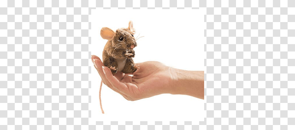 Kangaroo Rat, Person, Human, Mammal, Animal Transparent Png