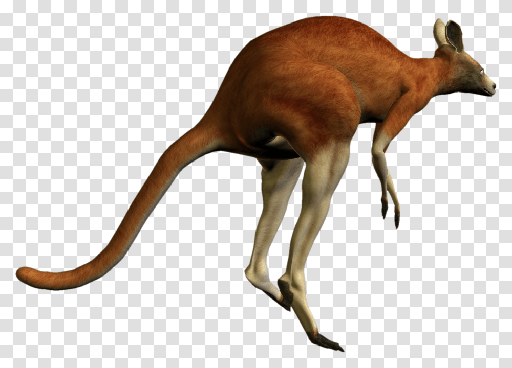 Kangaroo Red Kangaroo Background, Mammal, Animal, Wallaby, Dog Transparent Png