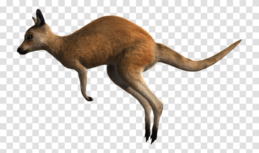Kangaroo Red Wildlife Animal Australia Marsupial Kangaroo, Mammal, Wallaby, Antelope Transparent Png