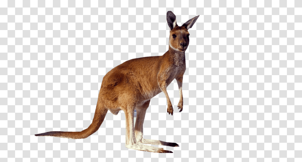 Kangaroo Standing, Mammal, Animal, Wallaby, Antelope Transparent Png
