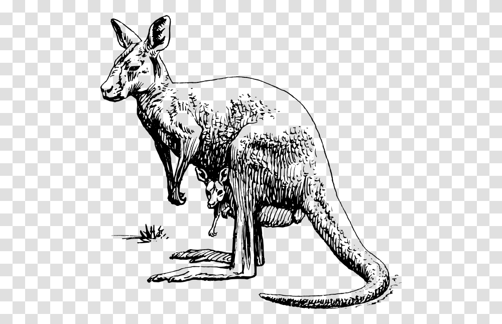 Kangaroo Svg Clip Arts Kangaroo Illustration Black And White, Mammal, Animal, Wallaby, Antelope Transparent Png