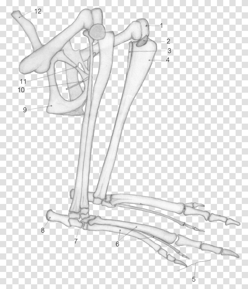 Kangaroo Tibia, Bow, Skeleton, Person, Human Transparent Png