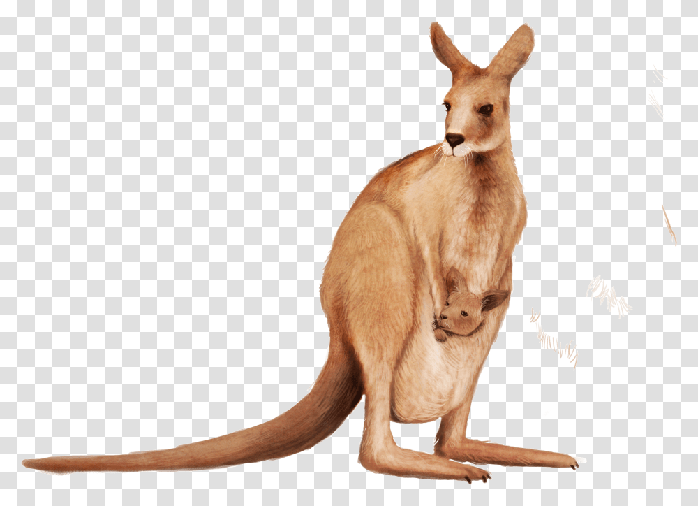 Kangaroo Wallaby Animal Background Kangaroo, Mammal, Antelope, Wildlife Transparent Png