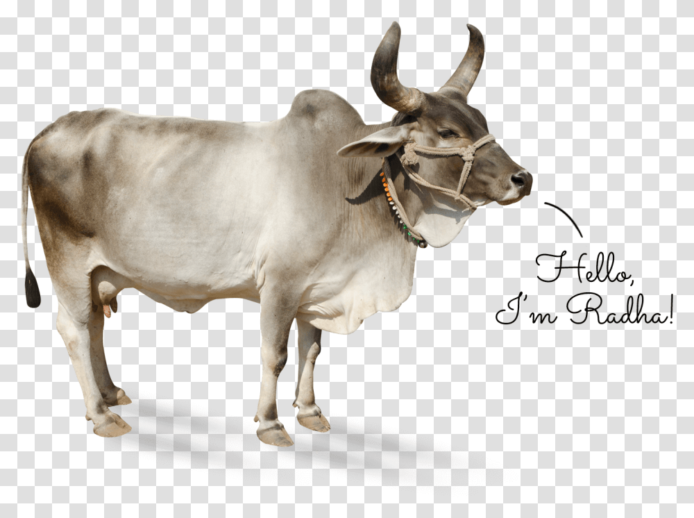 Kankrej Download Kankrej Cow, Bull, Mammal, Animal, Cattle Transparent Png