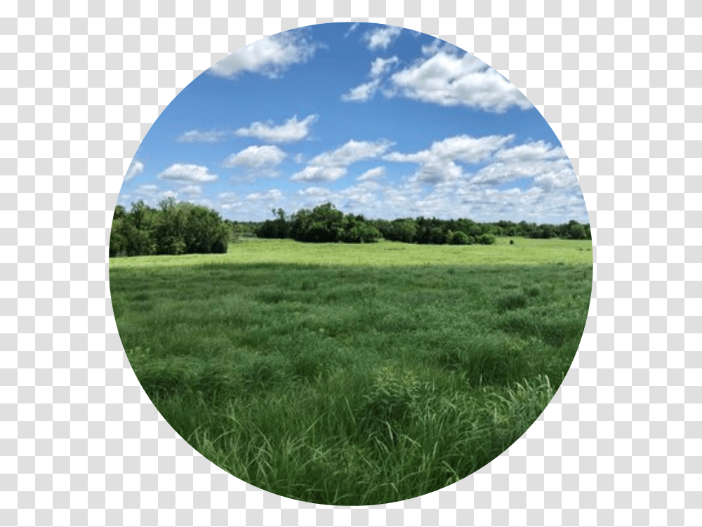 Kansas Land Trust Grass, Field, Nature, Outdoors, Grassland Transparent Png