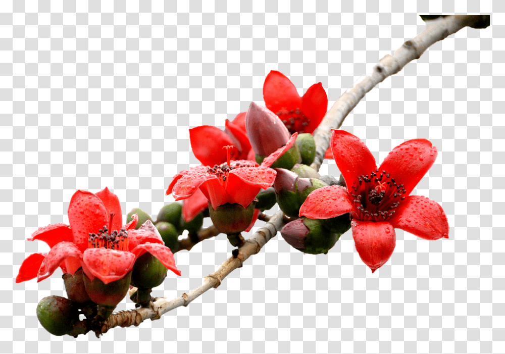 Kapok 960, Flower, Plant, Blossom, Petal Transparent Png