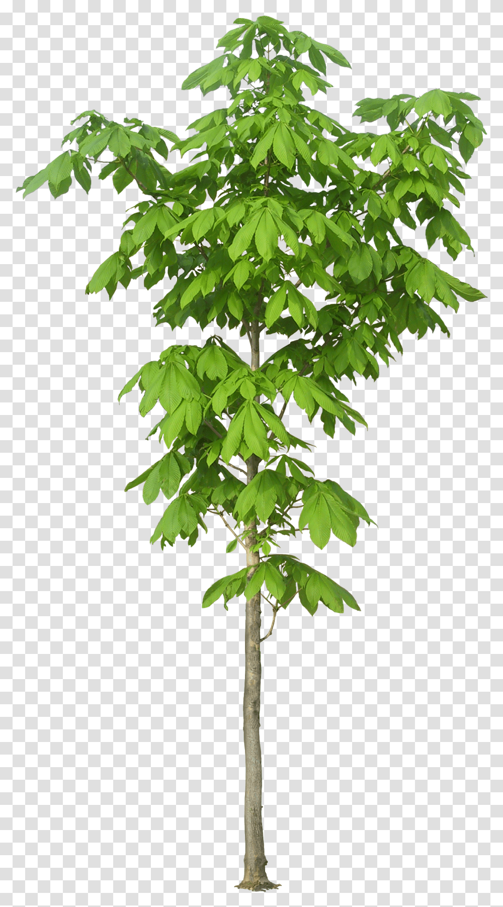 Kapok Tree Trees Luxuriant Free Hq Kapok Tree Leaf, Plant, Maple Transparent Png