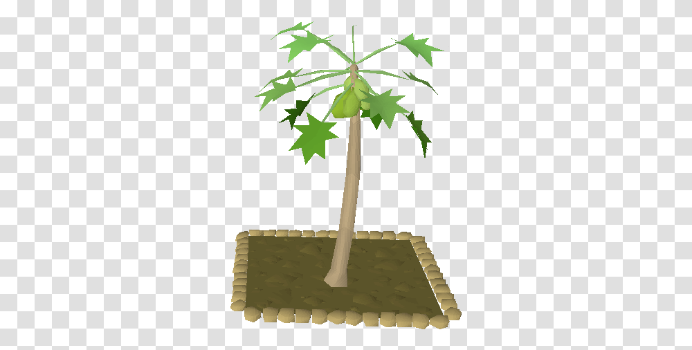 Karamja Teak Trees Papaya Osrs, Plant, Palm Tree, Arecaceae, Leaf Transparent Png