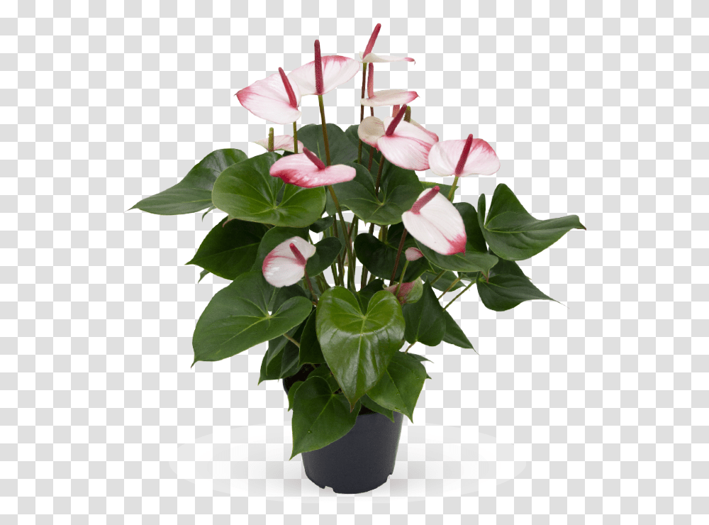 Karmaplants Flamingoblume Hot Lips, Flower, Blossom, Anthurium, Flower Arrangement Transparent Png