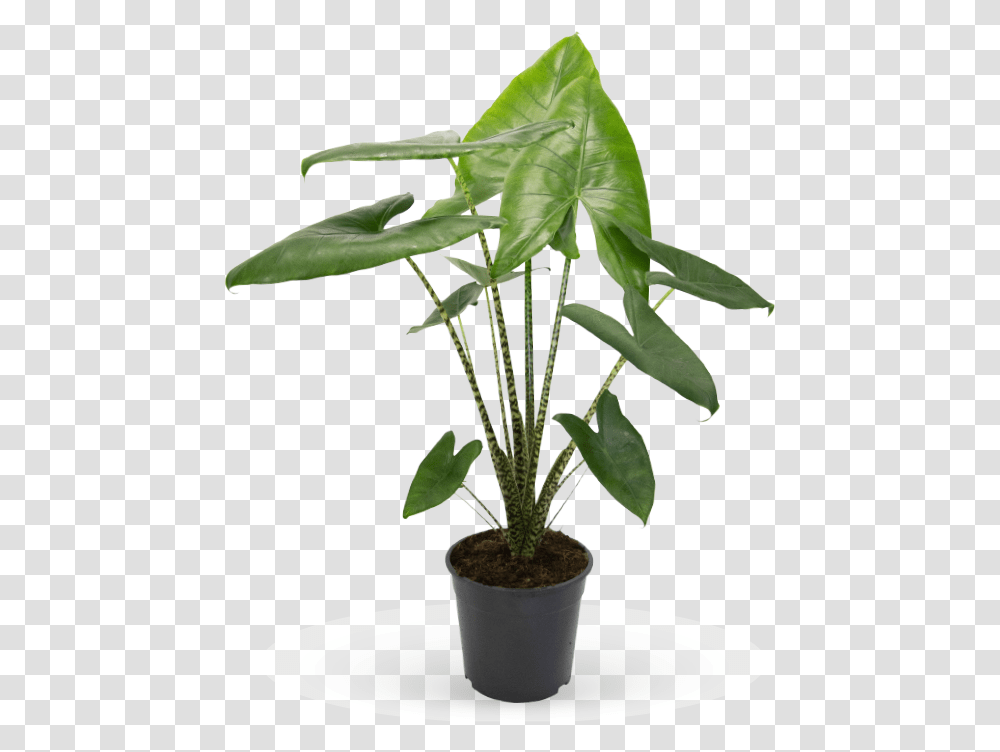 Karmaplants Plant, Tree, Palm Tree, Arecaceae, Leaf Transparent Png
