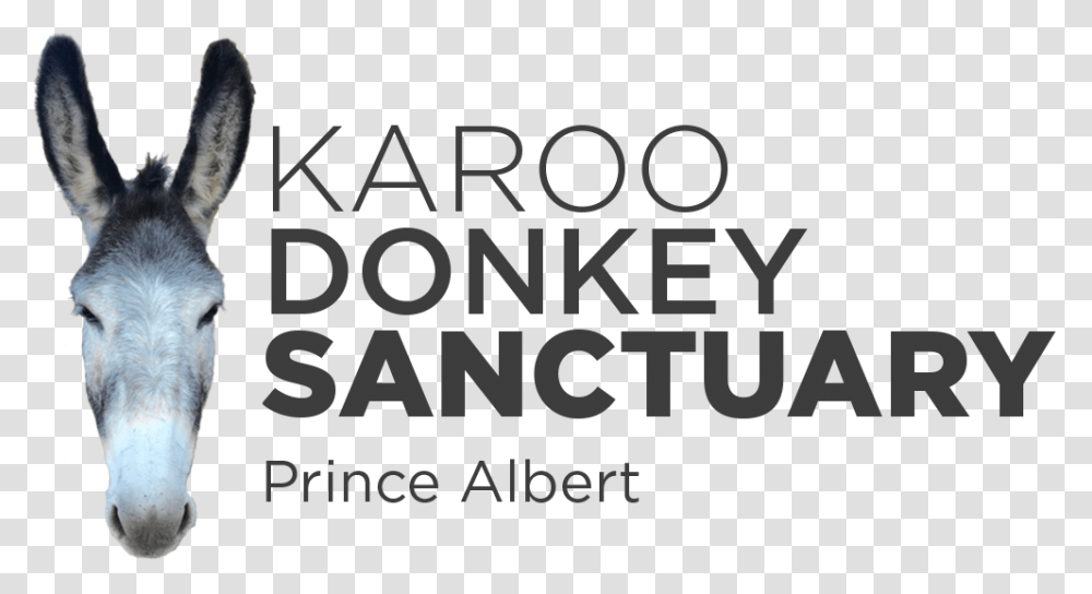 Karoo Donkey Sanctuary, Dog, Shelf, Plot Transparent Png