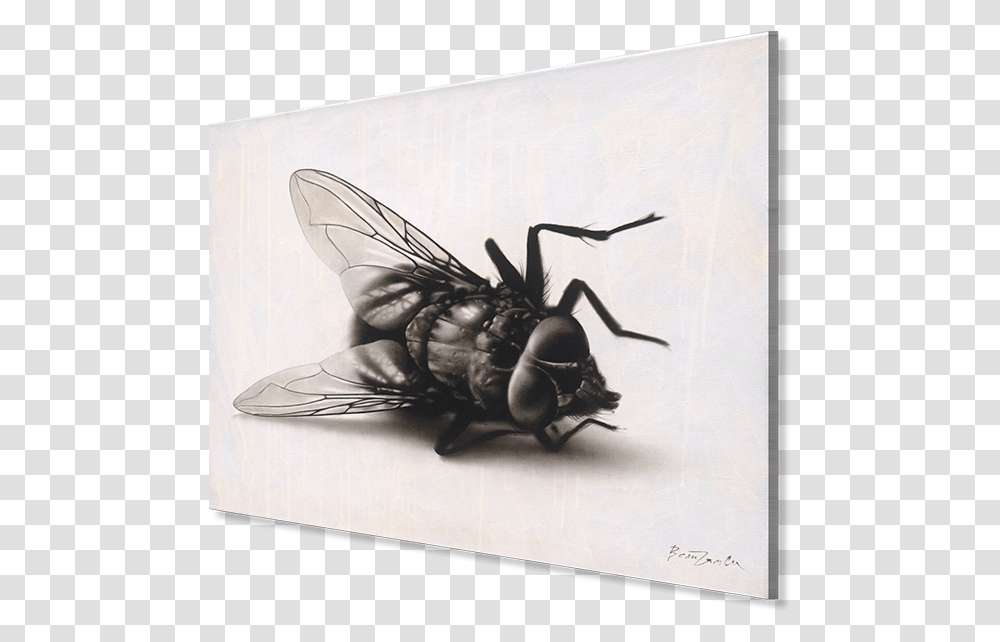 Kartina Muha Muha Cherno Belie Kartini, Fly, Insect, Invertebrate, Animal Transparent Png